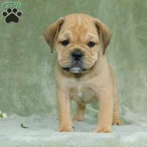 Brody, Miniature Bulldog Puppy